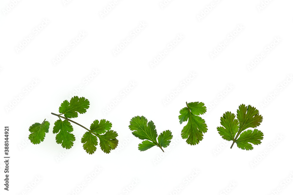 fresh cilantro leaves isolated on white background with copy space above fresh cilantro leaves isolated on white background with copy space above