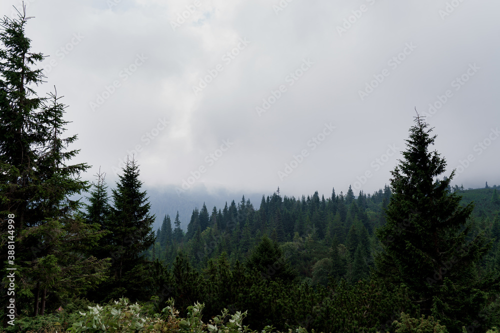 Spruce at rainy and foggy day in Karpathians mountains. Beautiful nature of Ukraine. Tourism in our country. Unity with nature.