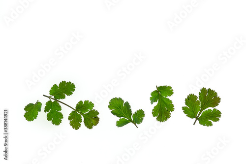 fresh cilantro leaves isolated on white background with copy space above
