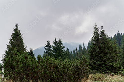 Spruce at rainy and foggy day in Karpathians mountains. Beautiful nature of Ukraine. Tourism in our country. Unity with nature.
