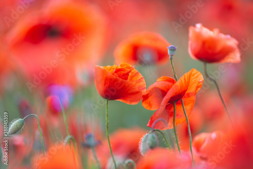 Close-up of poppies growing in field photo