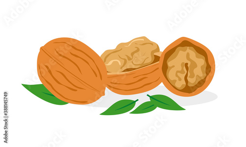 nuts vectors, open walnut