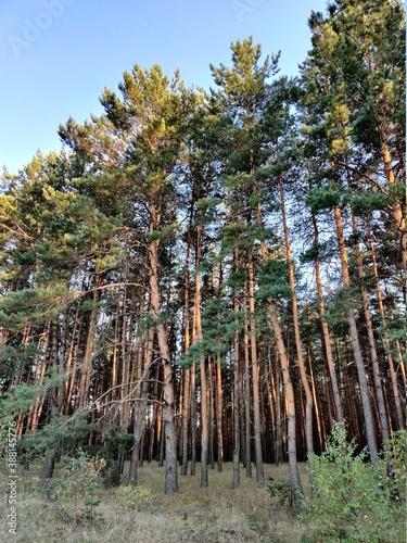 trees in the forest
