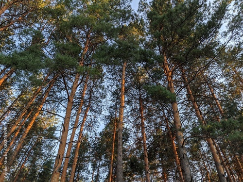pine tree forest