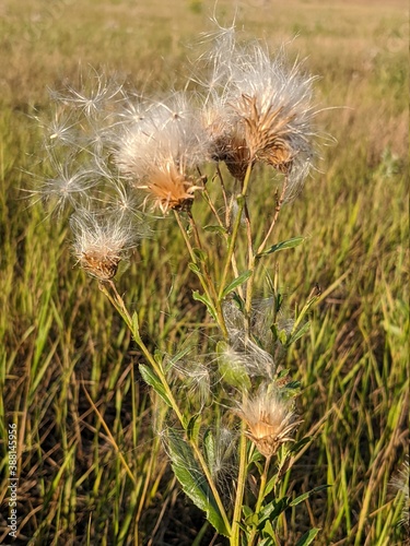 seed head