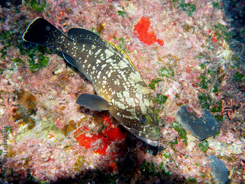 Scuba Diving Malta, Gozo and Comino Scuba Diving Malta, Gozo and Comino