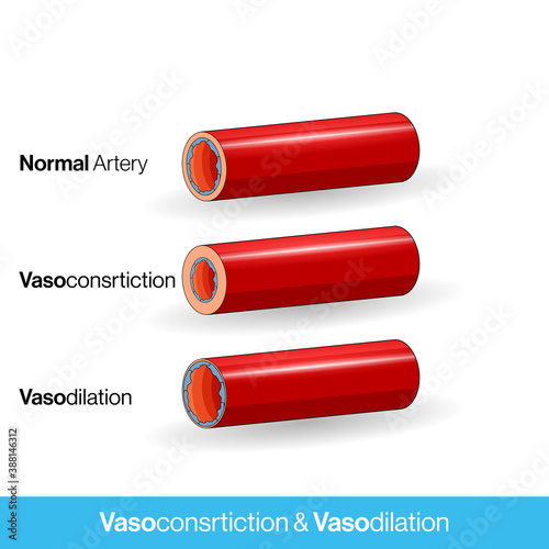 Blood vessels or capillaries or artery showing vasoconstriction and vasodilation blocking the blood flow cross section and side view concept illustration in white background vector.