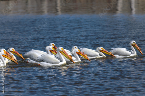 American White Pelican - Closeup view of a group of American White Pelicans, all in breeding condition, fishing together in Chatfield Reservoir on a sunny Spring afternoon. Denver-Littleton, CO, USA. photo