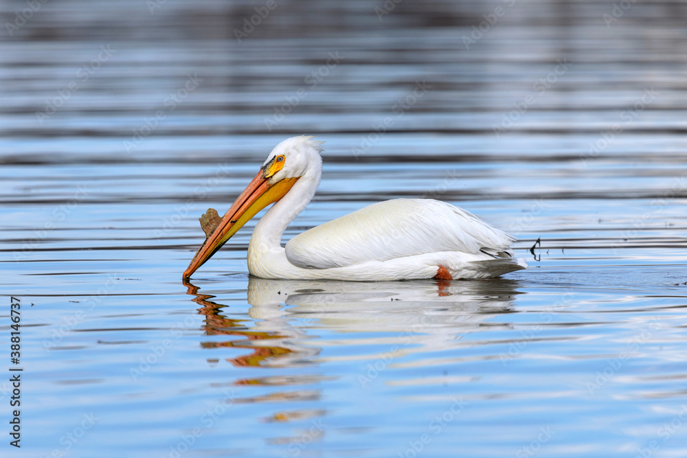 American White Pelican - An American White Pelican, in breeding condition, enjoying calm water at Chatfield Reservoir on a sunny Spring evening. Denver-Littleton, Colorado, USA. American White Pelican - An American White Pelican, in breeding condition, enjoying calm water at Chatfield Reservoir on a sunny Spring evening. Denver-Littleton, Colorado, USA.