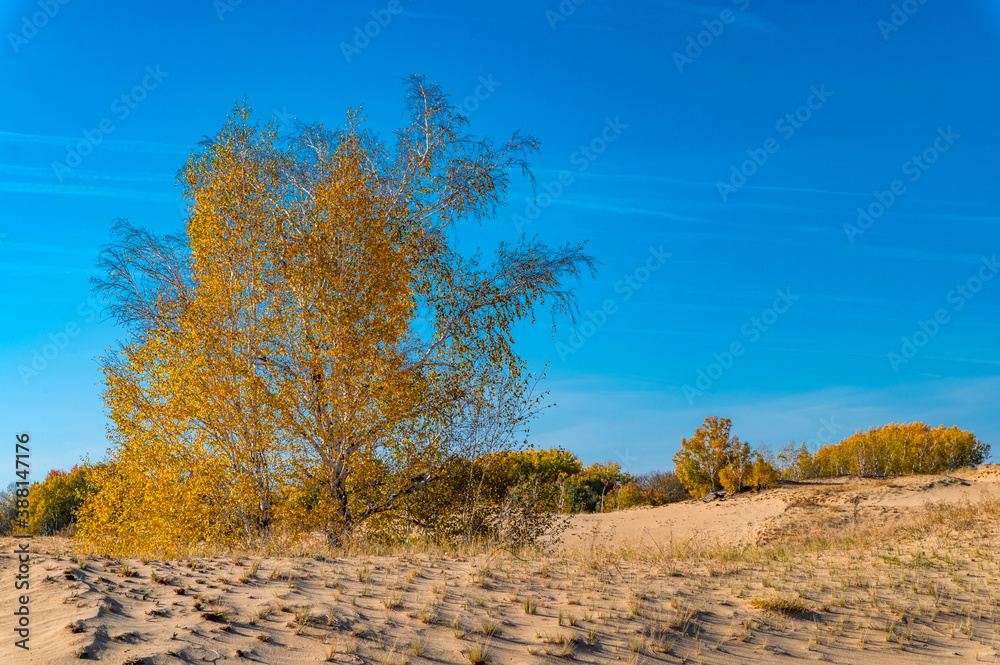 Yellow birch trees in semi-desert in autumn