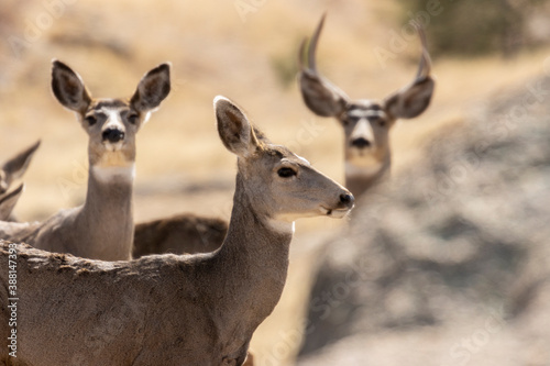 Mule Deer in the Pike National Forest of Colorado