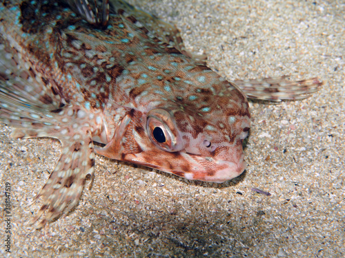 Scuba Diving Malta  Gozo and Comino