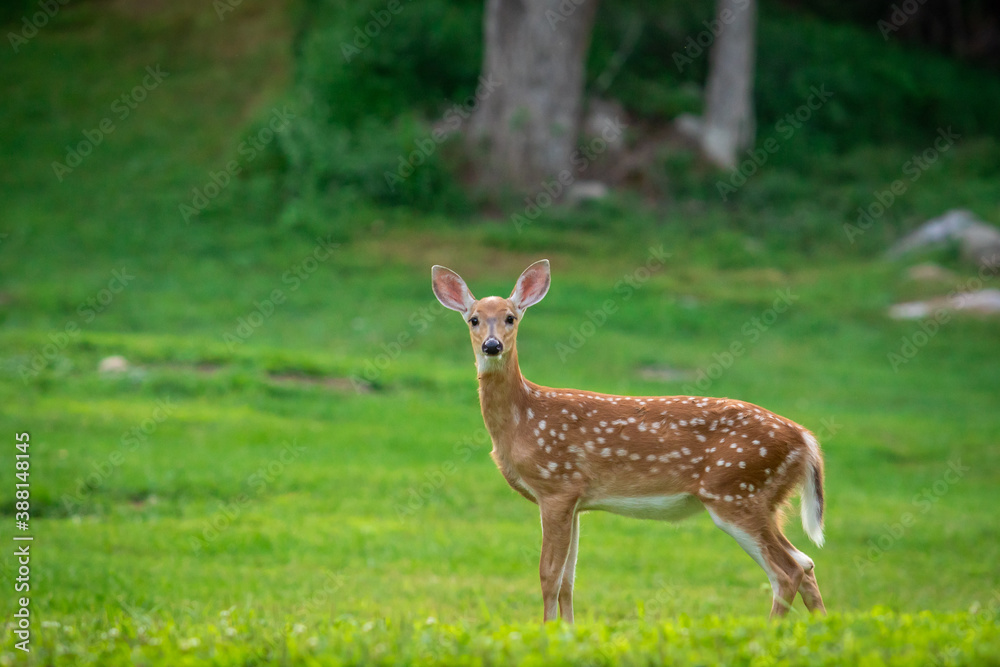 Young deer looking Young deer looking