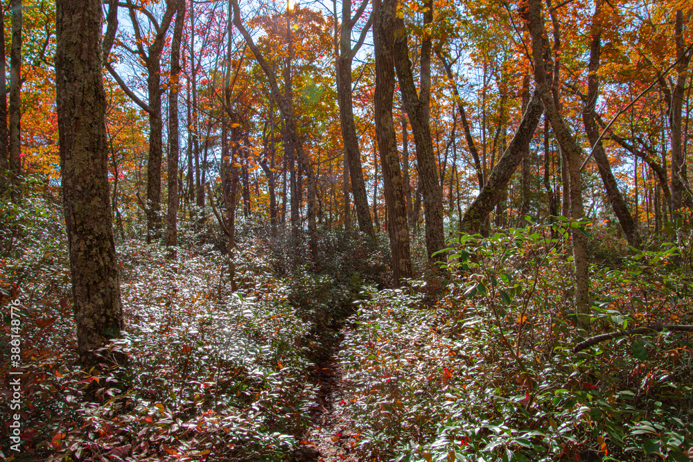 Fototapeta premium Fall Hike