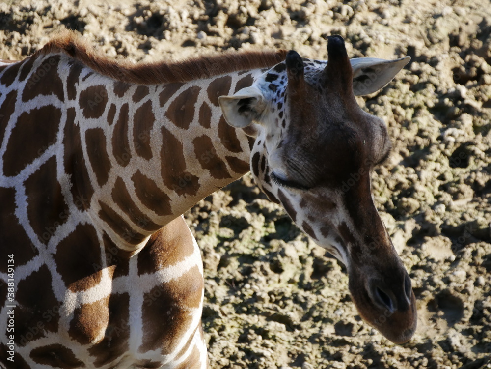 Obraz premium Mamiferos