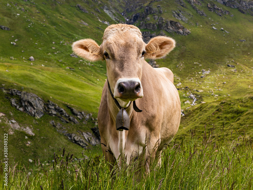 Portrait of brown cow wearing cow bell standing outdoors
