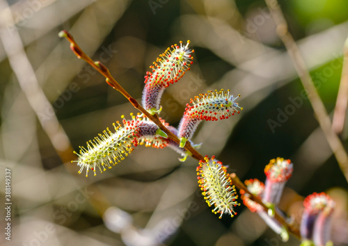 Close up of purple willow