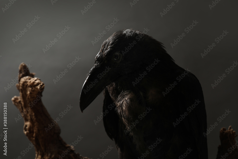 Fototapeta premium Beautiful common raven on dark background, closeup