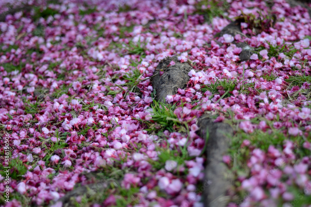 Obraz premium Sakura