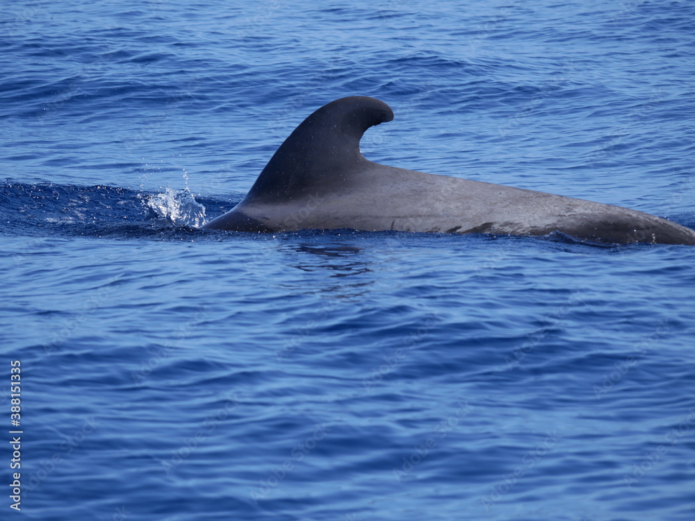 Fototapeta premium Mamiferos