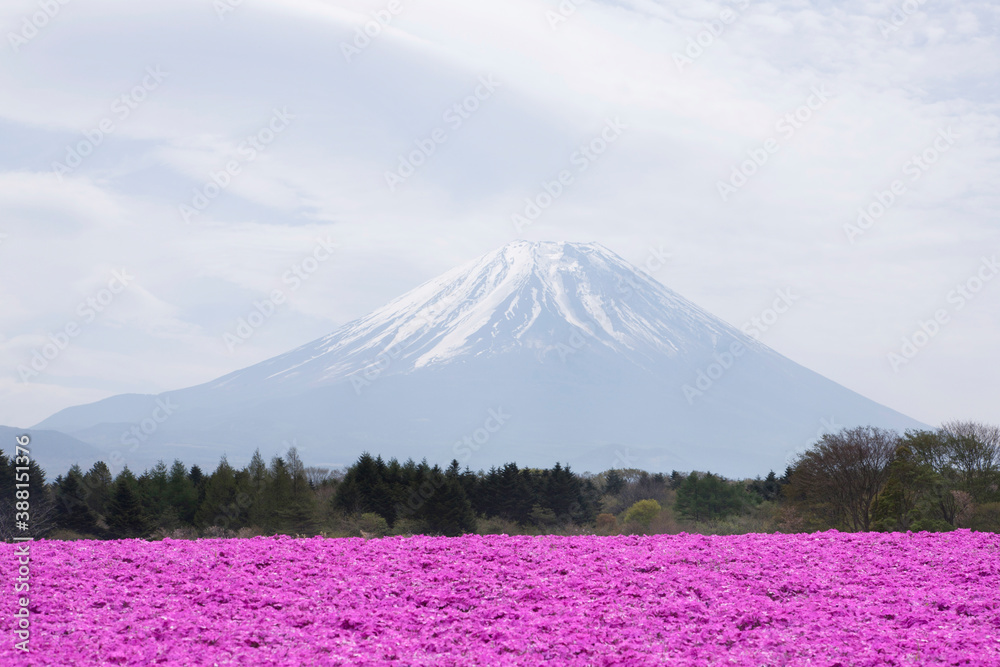 Fototapeta premium シバザクラと富士山