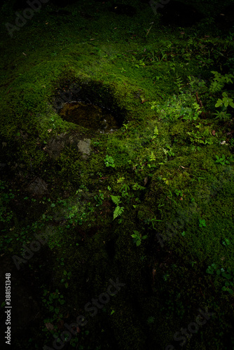 Japanese shrine moss / Japanese garden / Stone monument moss / Stone statue moss / Japanese landscape / Deep moss forest photo