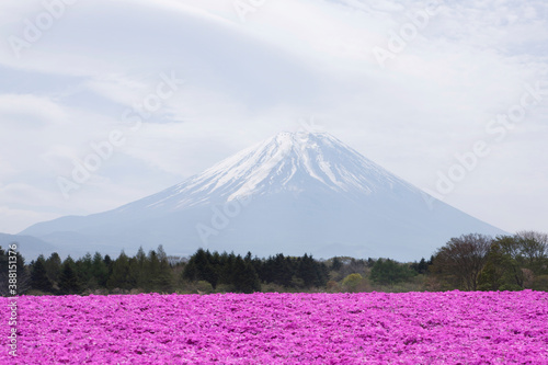 シバザクラと富士山 © Paylessimages