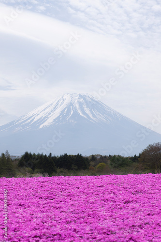 シバザクラと富士山