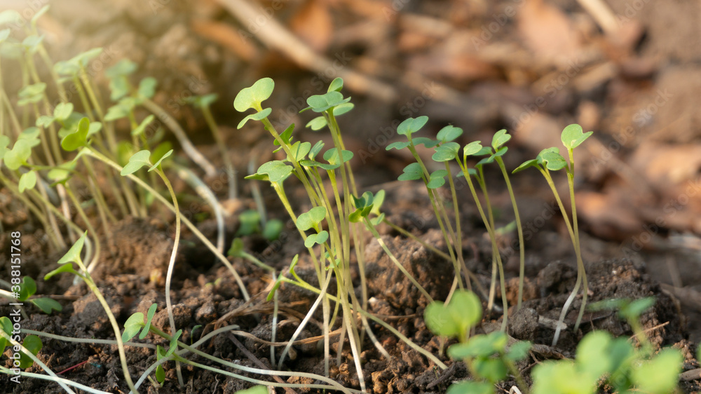 The mustard seedlings are 3 days old after planting in poly bags. How to grow vegetables organically on limited land without pesticides, healthier and fresher The mustard seedlings are 3 days old after planting in poly bags. How to grow vegetables organically on limited land without pesticides, healthier and fresher