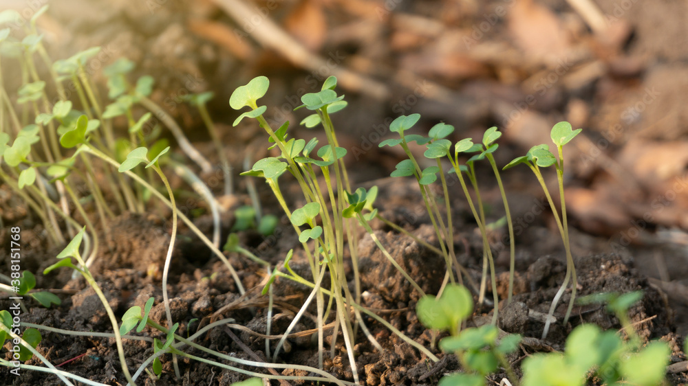 The mustard seedlings are 3 days old after planting in poly bags. How to grow vegetables organically on limited land without pesticides, healthier and fresher