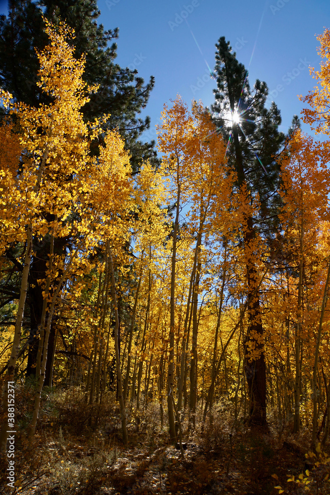 Obraz premium Pretty autumn scene in the woods with vibrant yellow and orange aspens, starburst sun beam and vivid blue skies