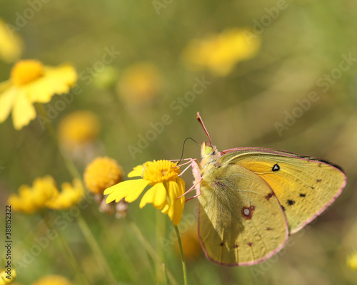 Yellow butterfly on yellow flower