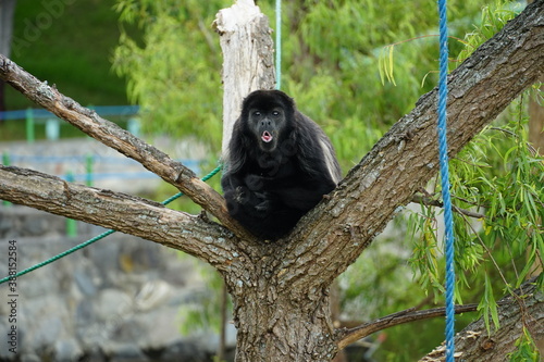 black bear cub