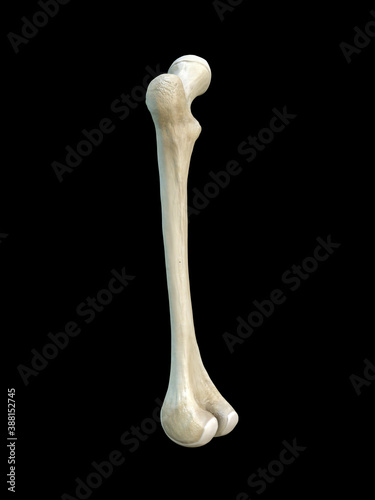 Left human femur bone, black background, 3d rendering