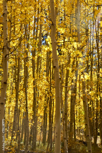 retty autumn scene with a grove of golden aspen trees, glowing in the sunlight