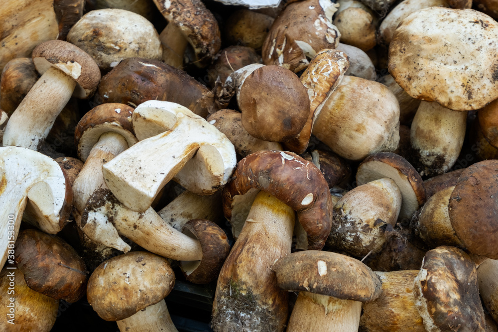 Fresh porcini mushrooms on the local market. top view. vegan vegetarian food Fresh porcini mushrooms on the local market. top view. vegan vegetarian food