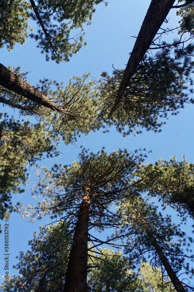 Unique perspective shot of looking up at giant pine trees from directly below Unique perspective shot of looking up at giant pine trees from directly below