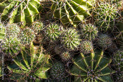 close up of cactus background