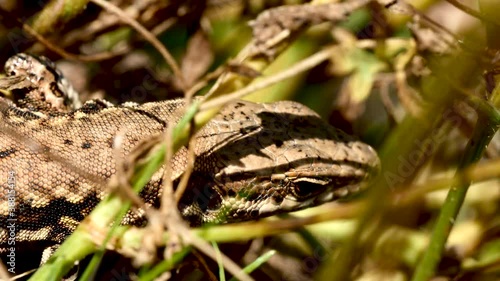 Lézard des murailles dans l'herbe.