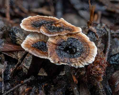 Hydnellum auratile fungi growing on forest floor - approx 25mm dia - NSW, Australia