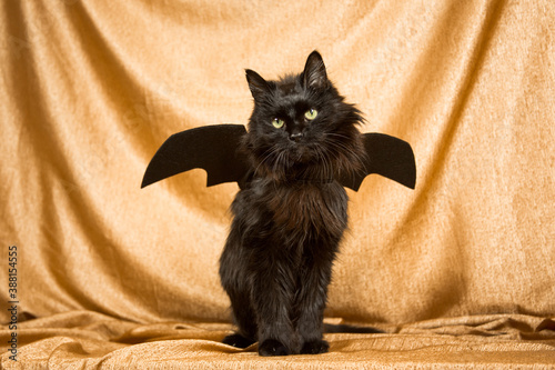 Bat Cat photo