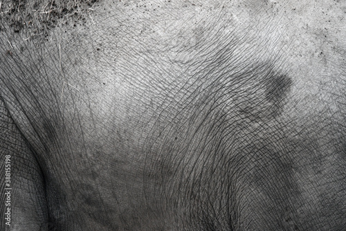 Elefant skin closeup photo
