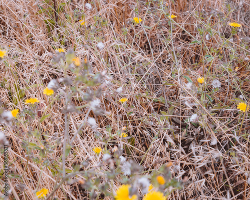 wild flowers near Santa Monica beach in Los Angeles, CA USA photo