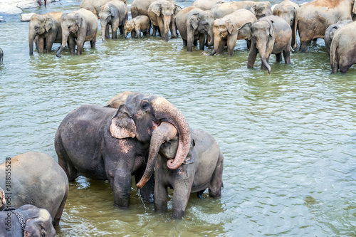 Photography elephants in the river in Pinnawella