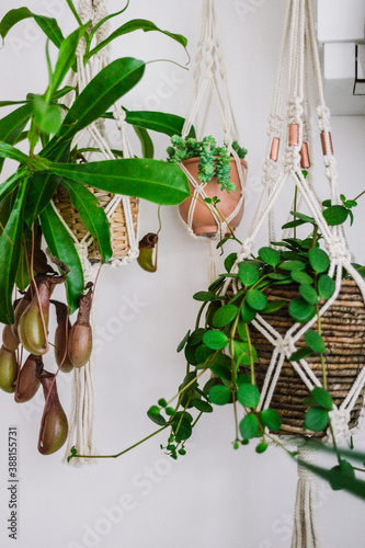 A beautiful home plant on a wall