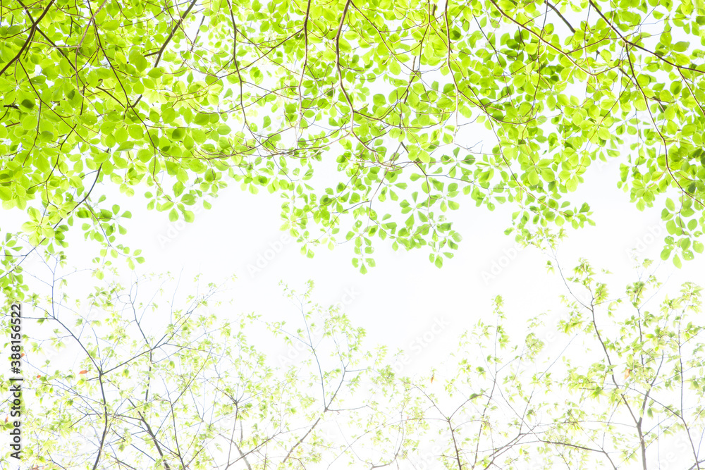 新緑の森 新緑の森