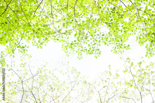 新緑の森 © Paylessimages