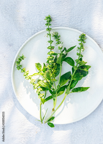 Fresh picked thai basil on white plate and linen background photo