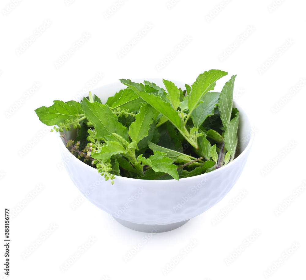Holy Basil,Ocimum sanctum isolate on white Holy Basil,Ocimum sanctum isolate on white