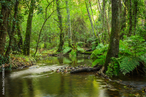 Beautiful forest with amazing green multiple vegetation